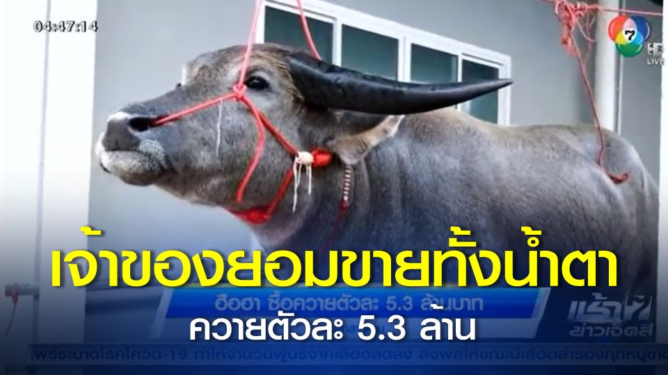 Con trâu nặng 1 tấn được mua với giá 2 tỷ đồng, chủ lãi lớn sau 7 năm - 2