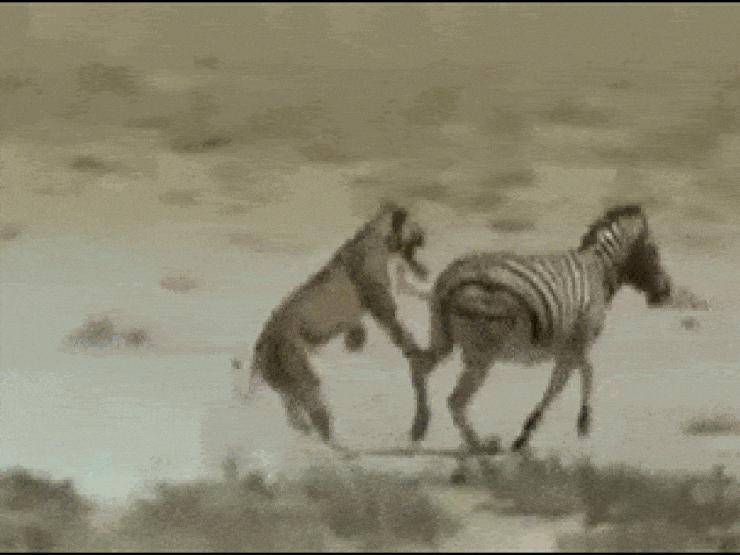 Media - Bị sư tử ngoạm chặt cổ, ngựa vằn tung cước đá lật hàm kẻ săn mồi