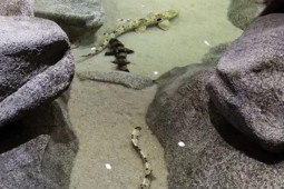 Phi thường - kỳ quặc - Loài cá mập có thể đi bộ 30m trên cạn, sống không cần oxy trong 2 tiếng