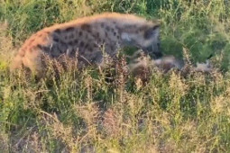 Media - "Cứu tinh" bất ngờ giúp linh dương thoát vòng siết của trăn khủng