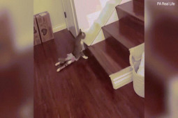 Bạn trẻ - Cuộc sống - Clip: Mèo bị liệt chân sau mặc tã chạy nhanh thoăn thoắt “gây sốt”