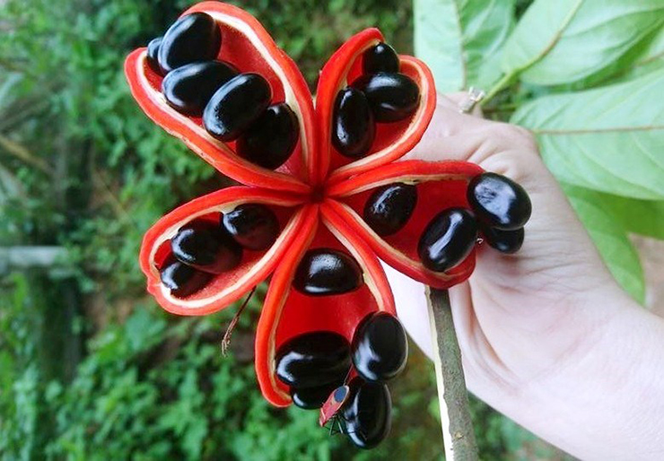 Quả mác noạng thuôn, mập, đầu nhọn, đối xứng nhau và to hơn ngón chân cái, bên trong mỗi quả có từ 1-5 hạt
