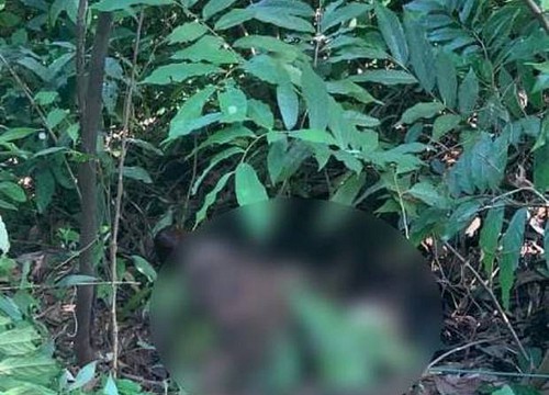 Thi thể của người phụ nữ được tìm thấy trong rừng. (Ảnh minh họa)