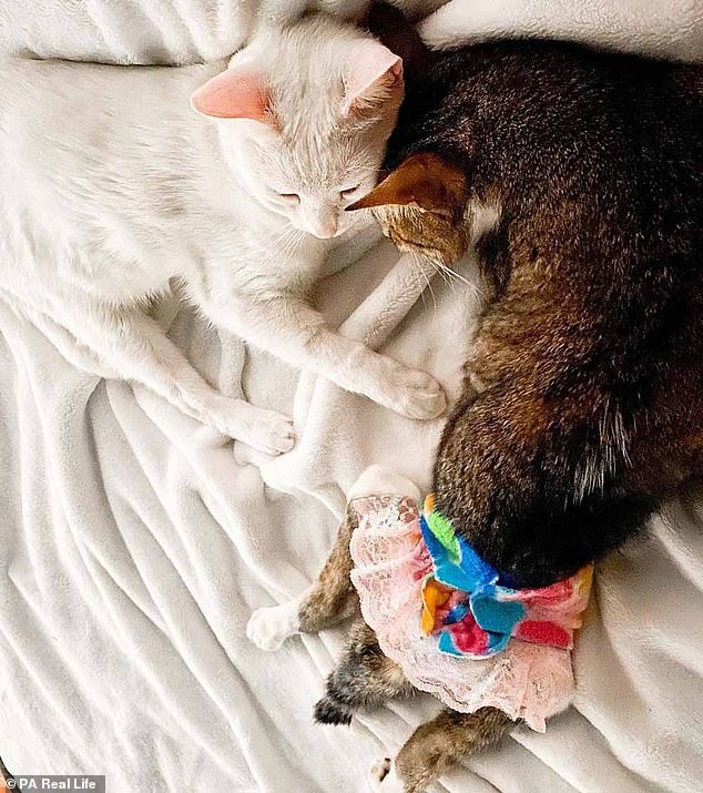 Chú mèo mướp đã ổn định cuộc sống với 5 chú mèo khác của Sabrina, như trong bức ảnh này đang sống với một chú mèo cứu hộ khác tên là Sofia