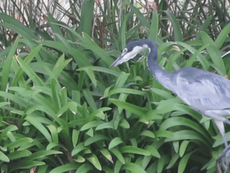 Media - Loài chim khổng lồ có độc chiêu săn mồi "bách phát bách trúng"