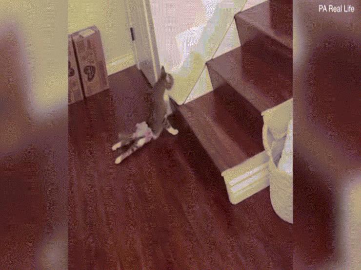 Bạn trẻ - Cuộc sống - Clip: Mèo bị liệt chân sau mặc tã chạy nhanh thoăn thoắt “gây sốt”