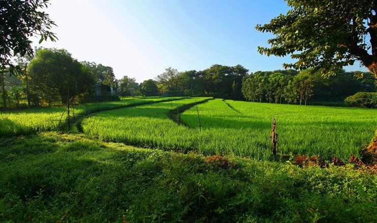 Giá trị sản xuất lúa&nbsp;gạo&nbsp;hàng năm&nbsp;tại Philippines&nbsp;ước đạt 6 tỷ USD.&nbsp;Philippines&nbsp;hiện vẫn đang&nbsp;phải nhập khẩu gạo&nbsp;từ các nước ASEAN&nbsp;
