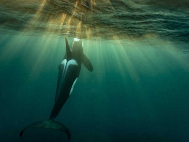 Du lịch - Sinh vật mà cá mập cũng sợ tấn công tàu thuyền vì "đu trend"?