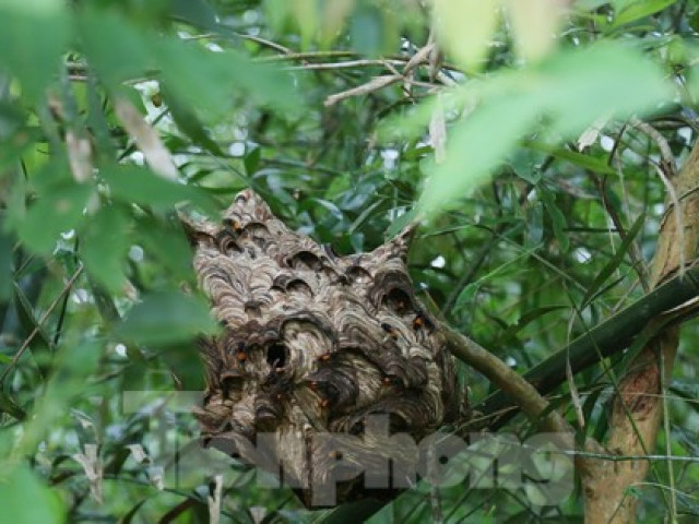 Thị trường - Tiêu dùng - Liều ‘chơi’ ong vò vẽ, bỏ túi hàng chục triệu đồng