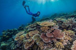 Công nghệ học sâu của Dell hỗ trợ bảo vệ rạn san hô - 1