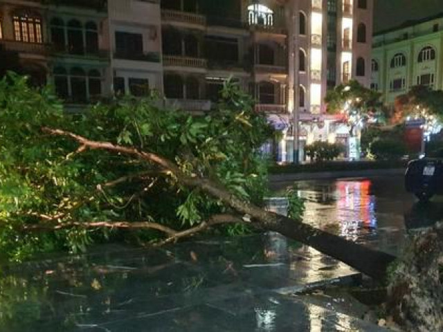 Bão số 3 gây mưa to ở TP Móng Cái, nhiều cây cối bị quật đổ
