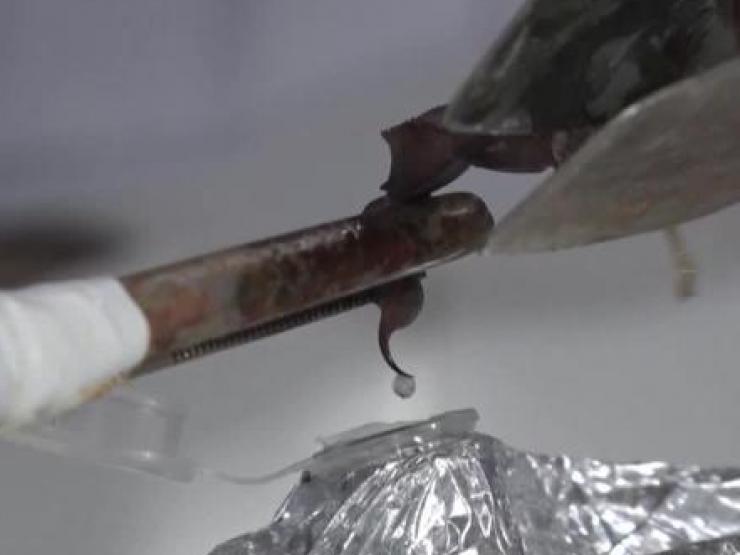 Thị trường - Tiêu dùng - Lập trang trại nuôi 20.000 con có "vết cắn tử thần", cứ 1 lít nọc độc thu về 200 tỷ