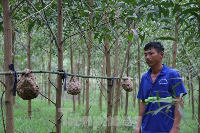 Anh Nguyễn Tư Huy (SN 1979) trú xã Thanh Hòa, huyện Thanh Chương cho biết, hiện trong vườn nhà có trên 70 tổ ong vẽ, tất cả đều được bắt từ trên rừng về. Nhà ông đã nuôi ong vò vẽ được 3 năm.
