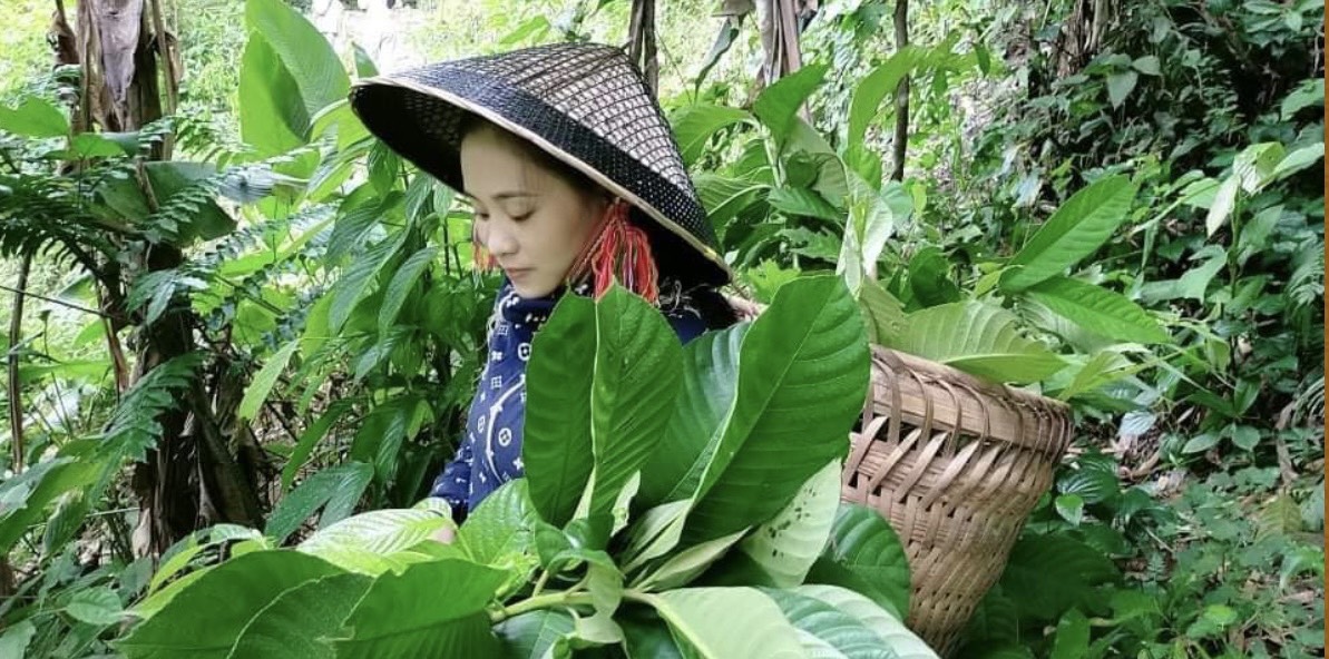 Ngay từ nhỏ chị Huyền lớn lên cùng cây thuốc nên đặc tính, mùi vị của thảo dược lên cùng chị theo năm tháng&nbsp;