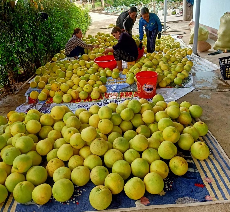 “Đệ nhất danh quả” của Hà Tĩnh vào mùa đắt khách, người dân hái không kịp bán - 3