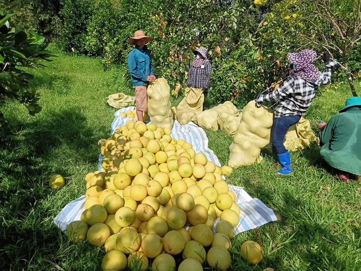 “Đệ nhất danh quả” của Hà Tĩnh vào mùa đắt khách, người dân hái không kịp bán - 4