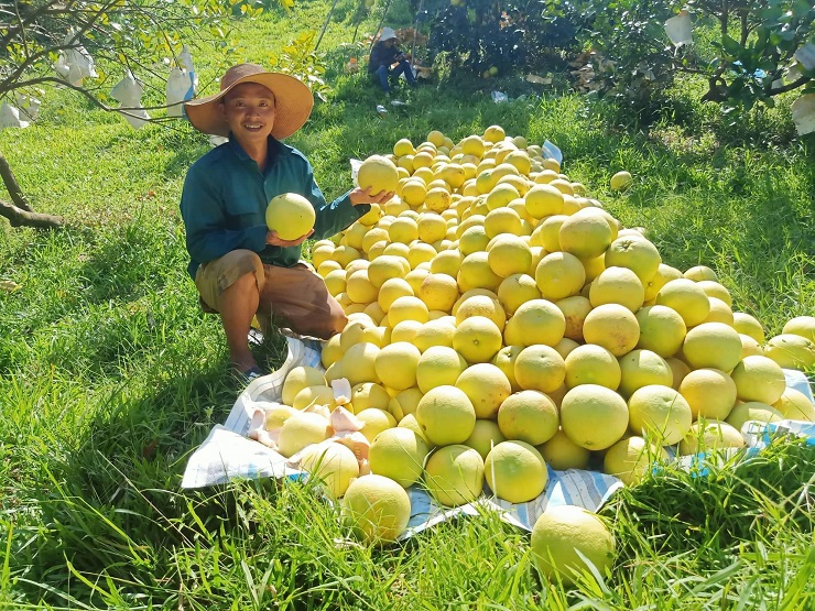 “Đệ nhất danh quả” của Hà Tĩnh vào mùa đắt khách, người dân hái không kịp bán - 5