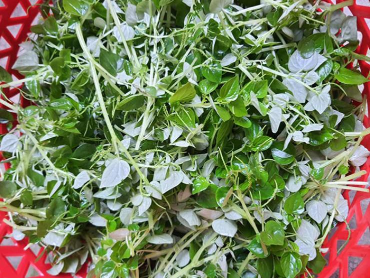 Thị trường - Tiêu dùng - Thứ mọc dại bờ rào ở Việt Nam, sang nước ngoài là "thần dược", trồng 30 ngày thu tiền triệu