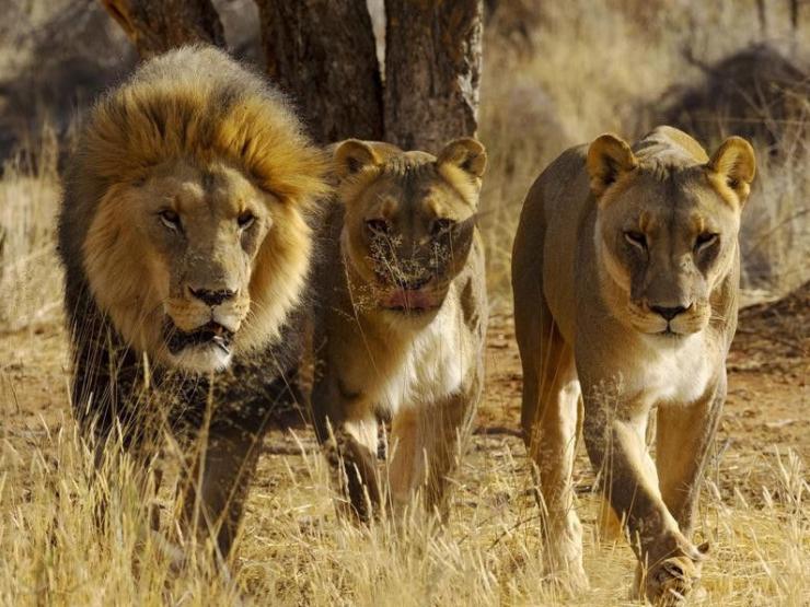 Media - Khiếp sợ những "thợ săn mồi" thống trị vùng đồng cỏ châu Phi