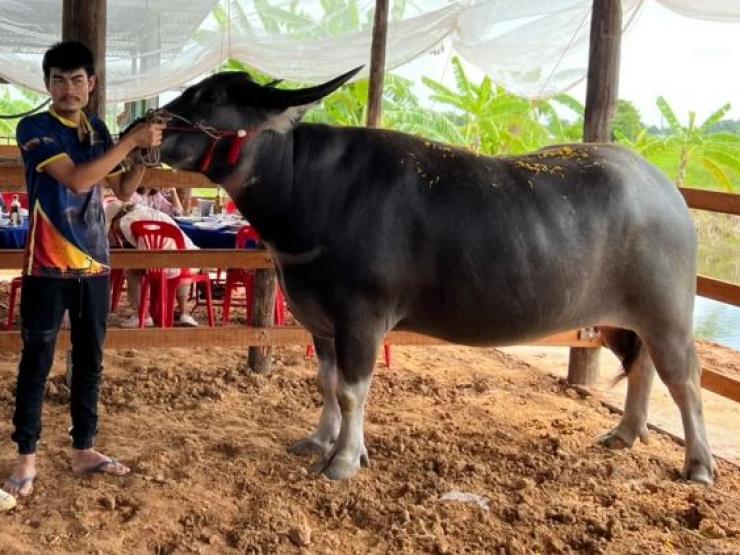 Thị trường - Tiêu dùng - Nóng tuần qua: Con trâu nặng 1 tấn được mua với giá 2 tỷ đồng