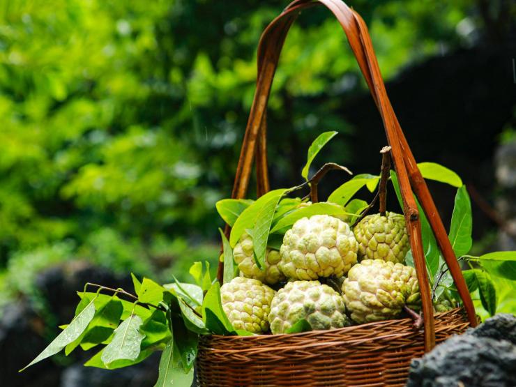 Thị trường - Tiêu dùng - Trồng “vàng trên núi”, người dân thu gần tỷ đồng mỗi năm