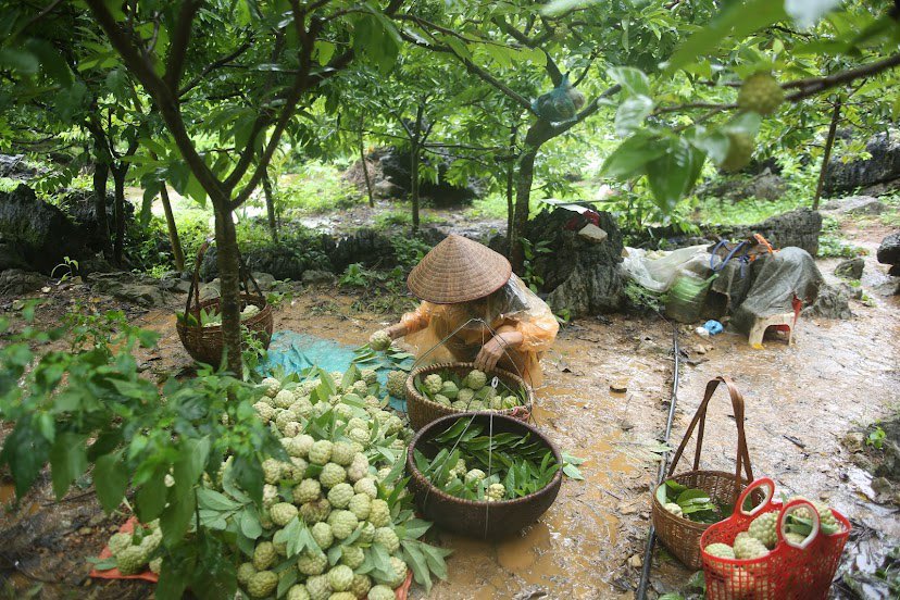 Những ngày này, người dân Chi Lăng (Lạng Sơn) đang tấp nập với việc thu nhập quả na để tiêu thụ ra thị trường.