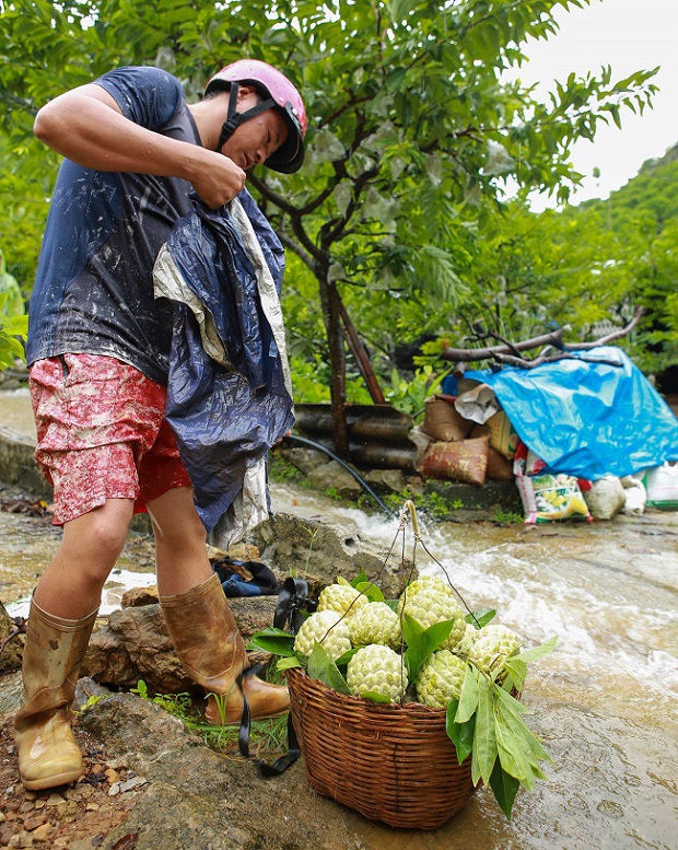 Na được người dân áp dụng khoa học kỹ thuật nên không chín đồng loạt, dễ dàng tiêu thụ ra thị trường.
