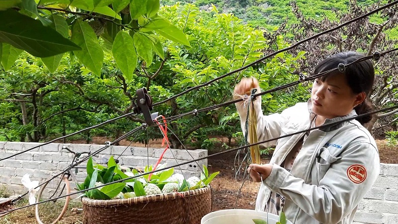 Đến Chi Lăng vào những ngày này không khó để chúng ta được tận mắt chứng kiến những thúng na đang đu dây cáp “bay vèo” từ trên núi xuống.