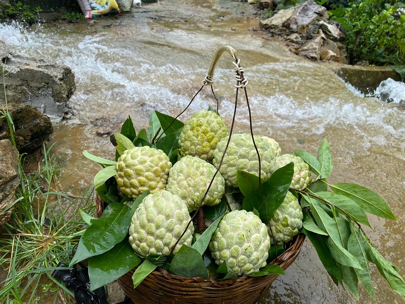 Loại na này có giá bán buôn tại vườn là 60.000 đồng/kg, chỉ 2 đến 3 quả na 1kg.