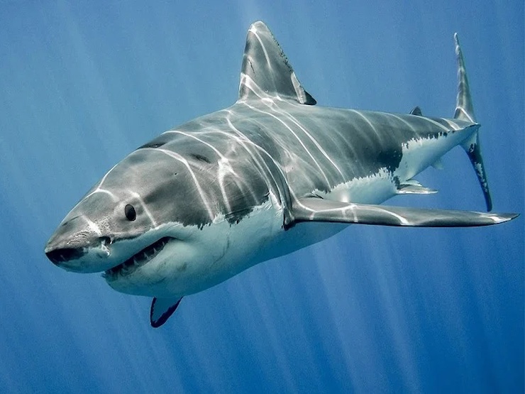 Công nghệ thông tin - Nổi bật Google Trends ngày 27/8: "Cá mập rất chung thủy, chỉ có 1 vợ duy nhất"