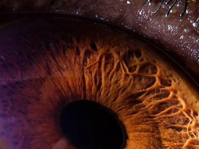 Công nghệ thông tin - Ngắm nhìn vẻ đẹp kỳ lạ độc đáo trong đôi mắt của muông thú