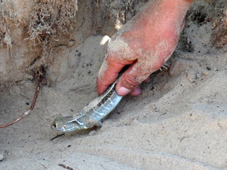 Thị trường - Tiêu dùng - Nuôi con nghe tên nhiều người đã khiếp vía, chỉ ăn rau cỏ, tiền vào túi "ầm ầm"