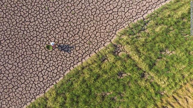 Ruộng lúa khô nứt nẻ ở tỉnh Tứ Xuyên, Trung Quốc. Ảnh: Getty Images.