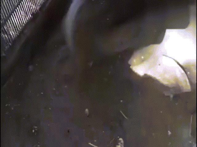 Video: ”Đại chiến” kỳ đà, rắn lục rừng bị quăng quật không thương tiếc