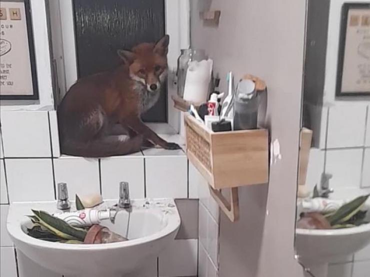 Bạn trẻ - Cuộc sống - Clip: Cặp đôi hết hồn khi cáo đột nhập vào phòng tắm