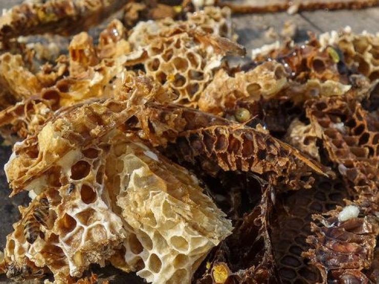 Thị trường - Tiêu dùng - Mật ong "độc" giá hơn trăm triệu/kg, muốn lấy có khi phải “đổi mạng”