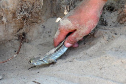 Thị trường - Tiêu dùng - Nuôi con nghe tên nhiều người đã khiếp vía, chỉ ăn rau cỏ, tiền vào túi "ầm ầm"