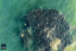 Thế giới - Video: Hàng nghìn con cá đuối gai độc bơi sát nhau tạo cảnh tượng kỳ ảo