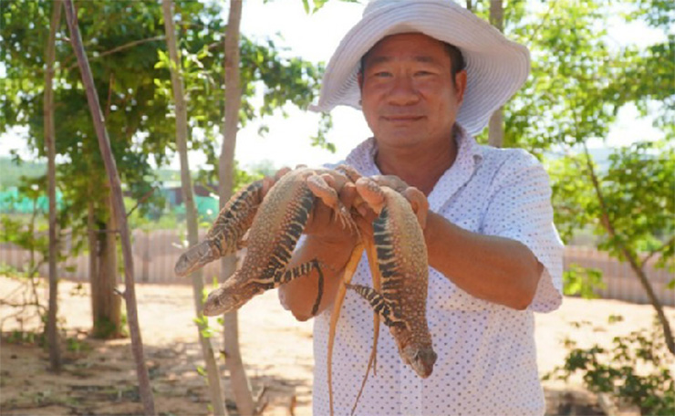  Loài này chỉ ăn cây cỏ non, chồi cây hoặc chồi của cây xương rồng. Thi thoảng chúng mới có thể ăn các loại côn trùng nhỏ, giun đất, cào cào, châu chấu, chuồn chuồn… 
