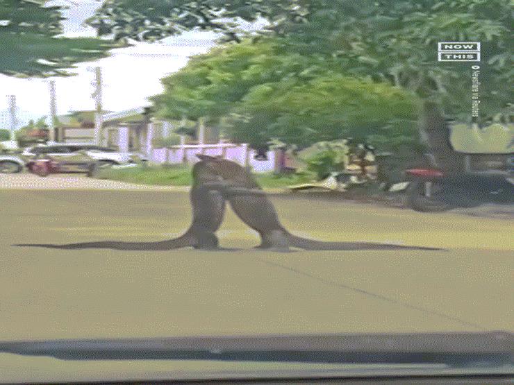 Phi thường - kỳ quặc - Video: Hai con kỳ đà đánh nhau làm tắc đường ở Thái Lan