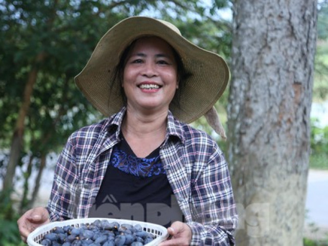 Thị trường - Tiêu dùng - Đổ xô đi hái thuê đặc sản trám đen, bỏ túi tiền triệu mỗi ngày