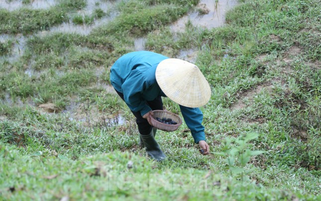 Công việc nhặt trám không quá vất vả nhưng lại mang lại nguồn thu nhập khá cho người dân.