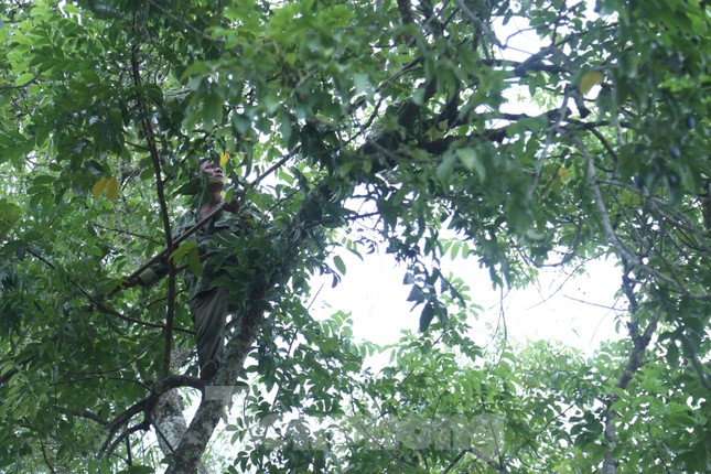 Hái trám là công việc nguy hiểm, đòi hỏi người thợ phải có kỹ năng và sức khỏe