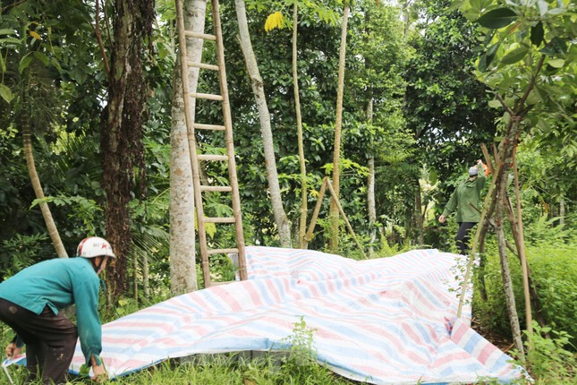 Huyện Thanh Chương được xem là " thủ phủ" cây trám đen ở Nghệ An. Tại đây, nhiều hộ dân sở hữu những cây trám đen cổ thụ có tuổi đời hàng chục năm, tập trung nhiều ở các xã Thanh Nho, Thanh Hòa, Phong Thịnh... Vào mùa thu hoạch, "đội quân" đi hái trám thuê được hình thành. Họ đi theo nhóm từ 2 - 5 người.