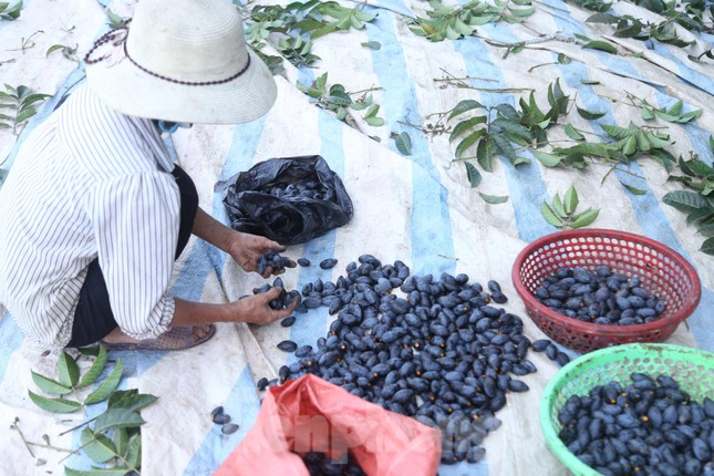 Thời gian gần đây, trám đen trở thành đặc sản, là loại thực phẩm sạch, ngon, được nhiều người ưa chuộng, giúp người dân có thêm nguồn thu nhập khá. Sau khi thu hoạch, trám đen thường được lựa chọn, loại những quả mới chín tới, quả sâu.
