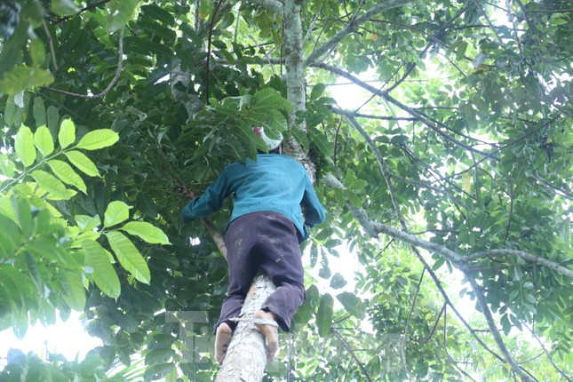 “Hái trám cần phải có kỹ thuật, trang bị đồ bảo hộ đề phòng rủi ro. Người thợ cũng cần phải có sức khỏe dẻo dai, bởi cây trám đa phần cây thân to, trái mọc nhiều ở các cành cây nhỏ nên rất khó để hái. Tiền công của người hái trám là 500.000 - 600.000 đồng/ngày, còn người nhặt trám là 200.000 - 250.000 đồng/ngày”, anh Năm cho hay.