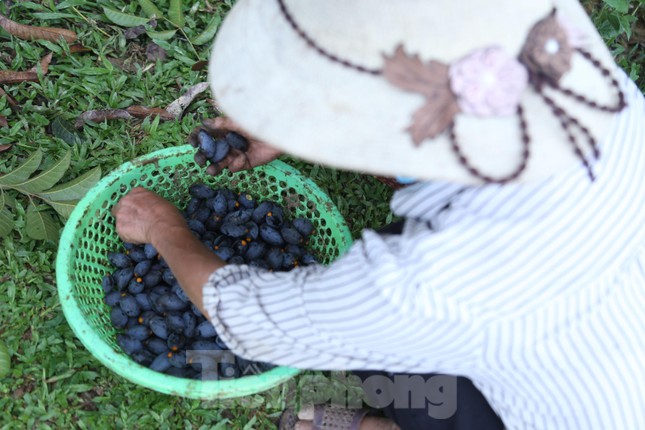 Quả trám hình thoi, khi chín có màu tím thẫm, cùi màu vàng, hạt nhọn hai đầu, nhân hạt trắng ngần. Mùa thu hoạch trám bắt đầu từ tháng 7 âm lịch, kéo dài đến khoảng tháng 9 âm lịch.