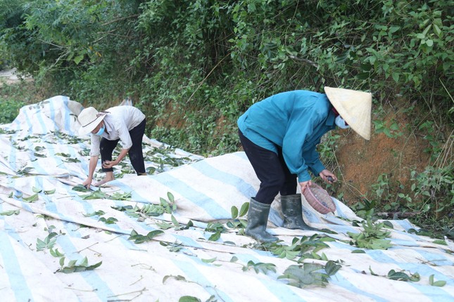 Chị Trần Thị Hoa (trú xã Phong Thịnh) cho biết, để hái trám cần có ít nhất 2 người, một người trèo cây và một người đứng phía dưới hứng. “Những ngày này, tôi cùng chồng đi hái thuê trám. Chồng tôi trèo lên cây hái trám, còn tôi đứng phía dưới gốc hỗ trợ. Mỗi ngày có thể đưa lại thu nhập cho hai vợ chồng từ 1-2 triệu đồng”.