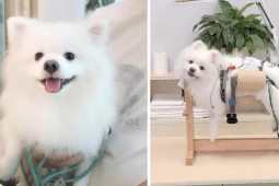 Bạn trẻ - Cuộc sống - Người phụ nữ lái xe hơn 1.400km để tìm nơi chữa bệnh cho chó cưng bị liệt