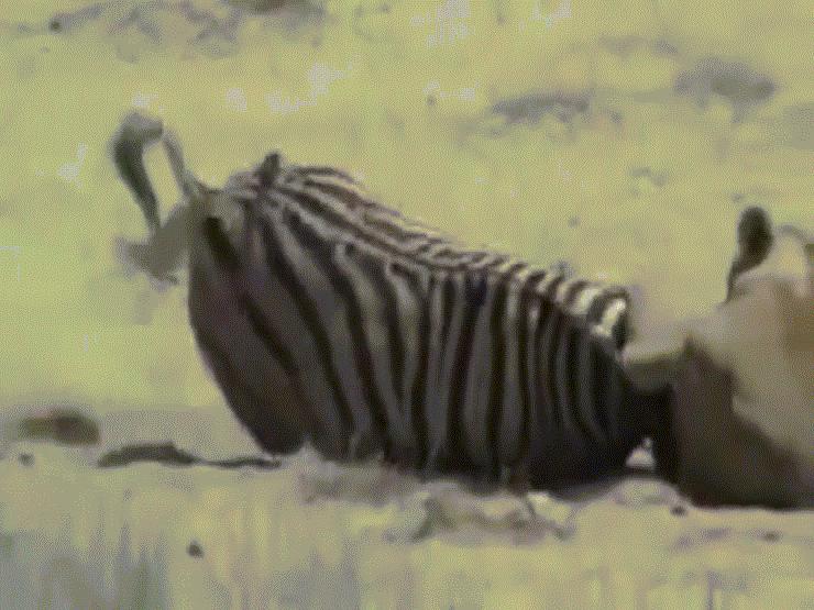 Video: Bị sư tử ngoạm chặt cổ, ngựa vằn bật dậy phản đòn và cái kết bất ngờ